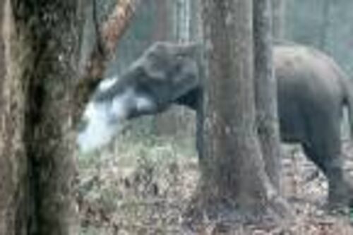 El elefante que echa humo por la boca y tiene “perplejos” a los científicos