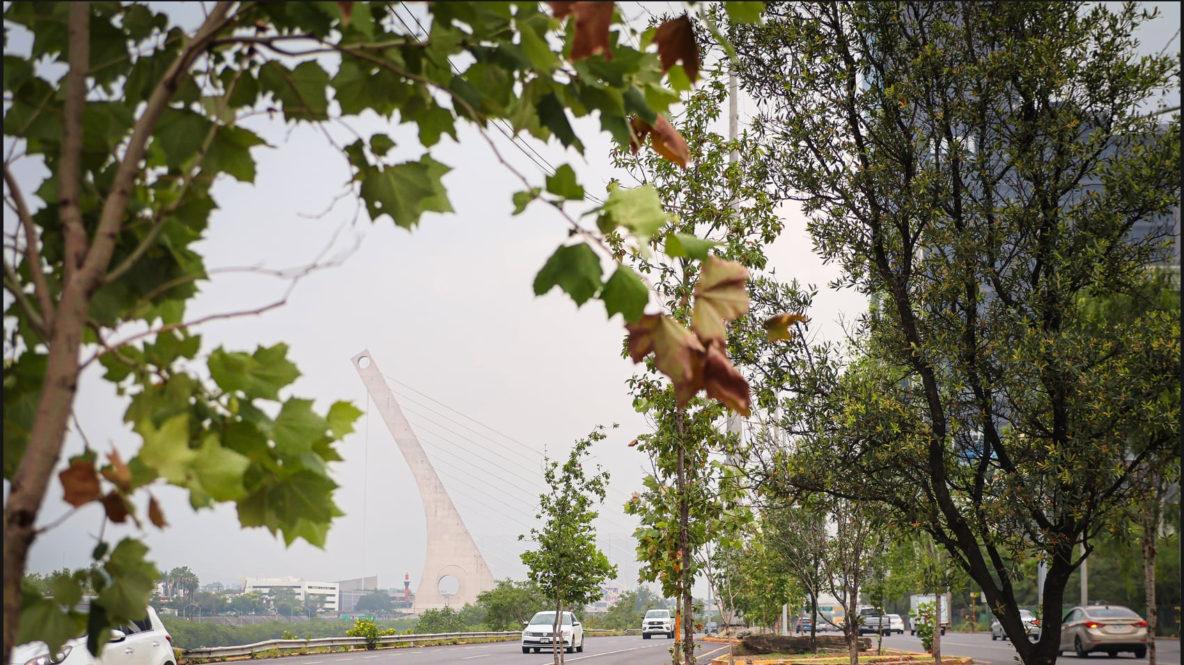 Bosques Ciudadanos en Nuevo León