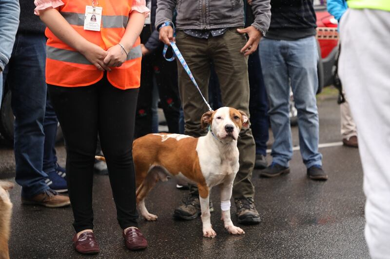 perro durante simulacro