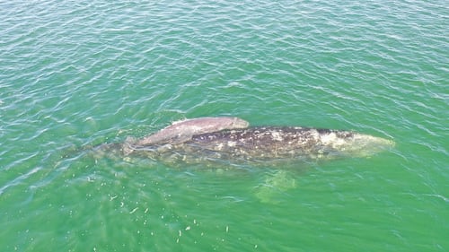 Comienza temporada de avistamiento de ballenas grises en santuarios de Baja California