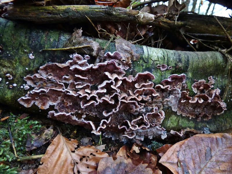 En India se registra el primer caso histórico de un humano que padece de Chondrostereum purpureum, hongo asesino de árboles o plateado de los frutales.