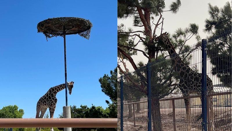 Jirafa Benito: alistan traslado de Ciudad Juárez a Africam Safari