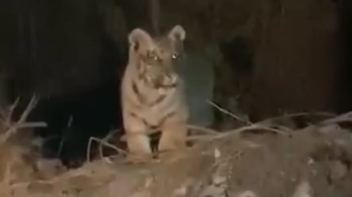 Aunque es un animal hermoso por su tamaño ya representa un peligro.