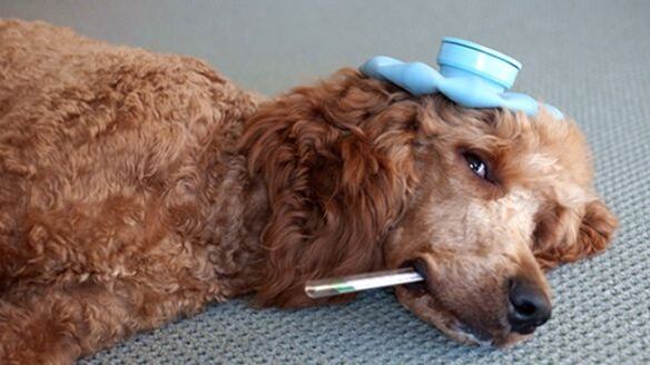 Perro enfermo/Sociedad Protectora de Animales de Villajoyosa