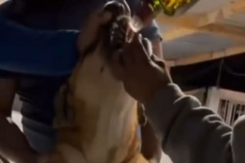 Pide Samuel García todo el peso de la ley para quienes obligaron a un perro a beber whisky en Aramberri