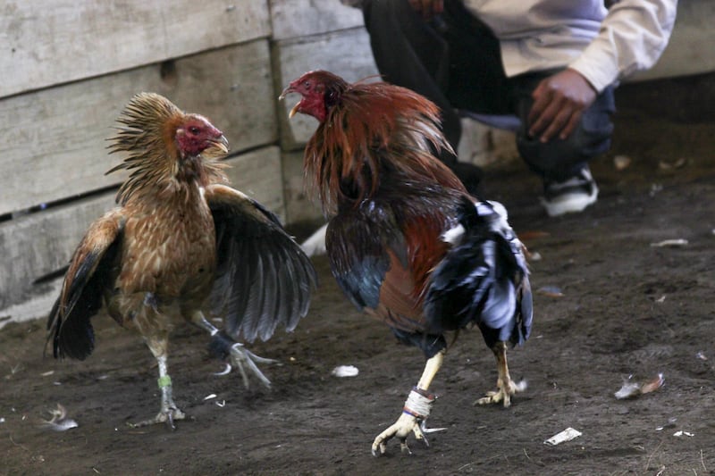Peleas de gallos podrían prohibirse en la Ciudad de México.