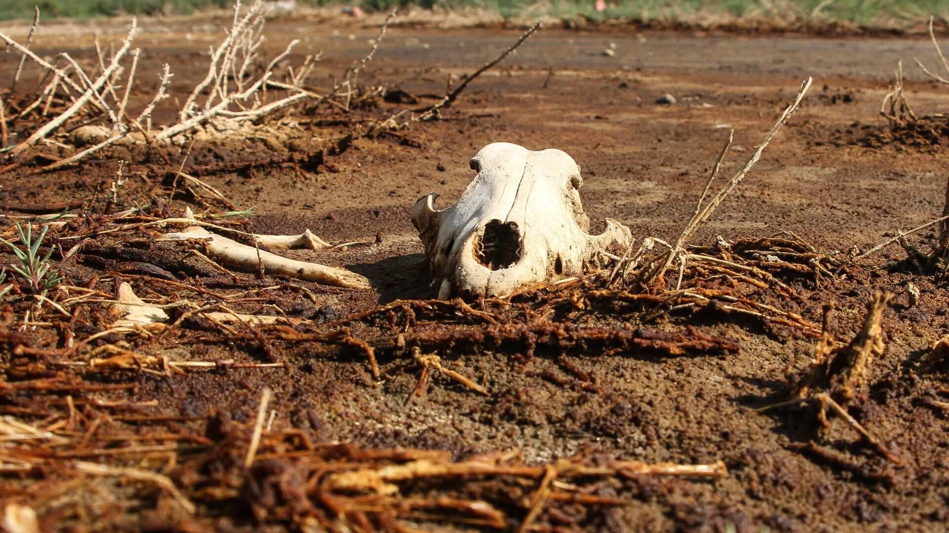 Sequía en México, la peor en 11 años