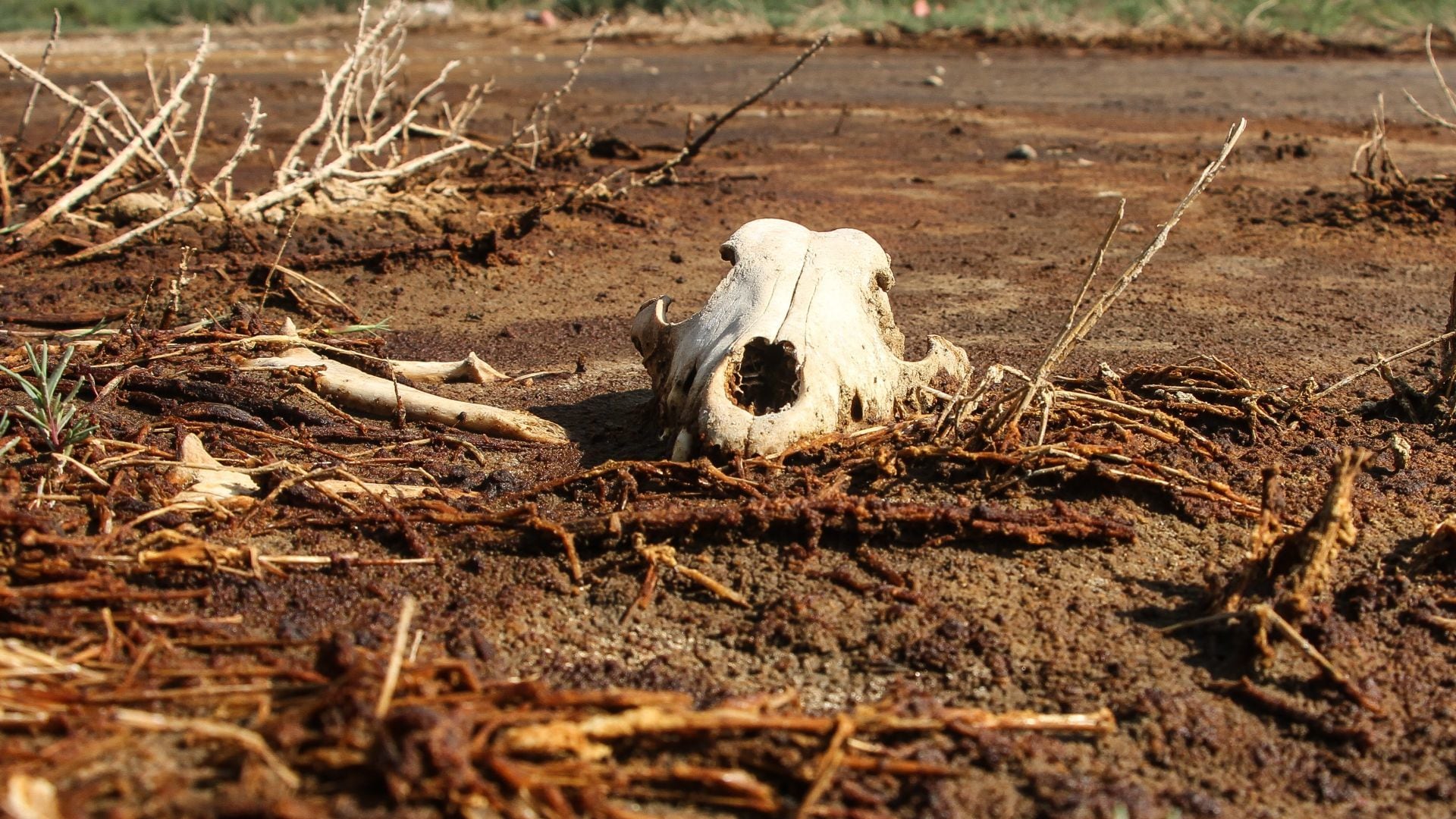 Sequía en México, la peor en 11 años