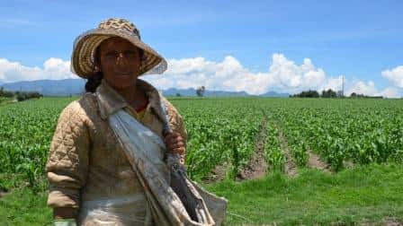 Lanzan apoyo especial a agricultores que utilizan energía eléctrica