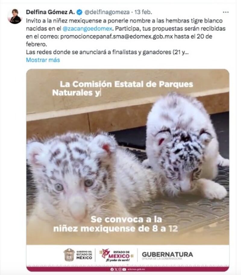 Buscan nombre para crías hembras de tigre blanco en Edomex; consulta aquí la dinámica