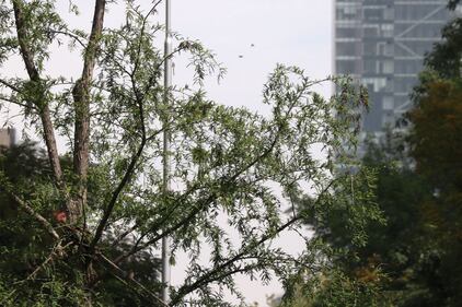 Ahuehuete de Reforma luce verde 8 meses después de haber sido plantado.