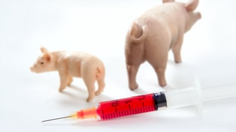 Primer caso de gripe porcina de 2023 en el mundo.
