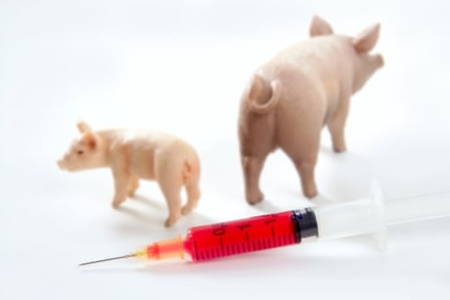 OMS informa del primer caso de gripe porcina en un humano durante 2023