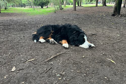 Zonas de recreación para mascotas serán obligatorias en alcaldías de la CDMX