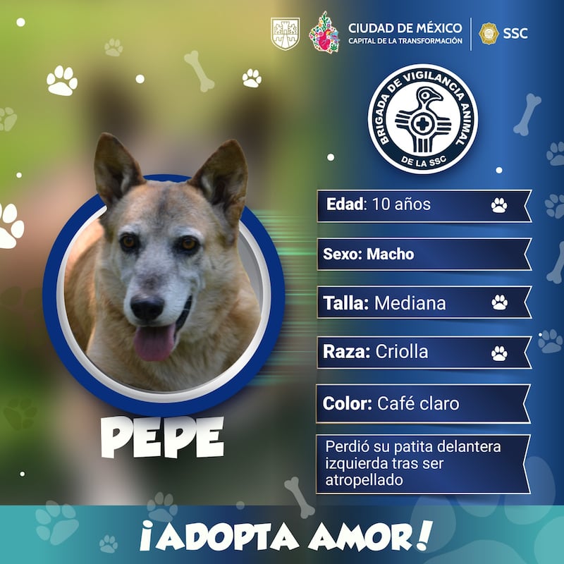 ¿Cómo puedo adoptar un perrito rescatado por la Brigada de Vigilancia Animal?