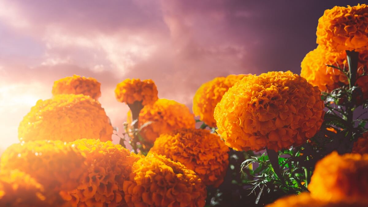 Flores de cempasúchil. Foto: Dreamstime.