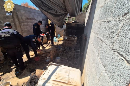Macabro hallazgo en Topilejo: SSC investiga posible matanza de perros en vivienda abandonada
