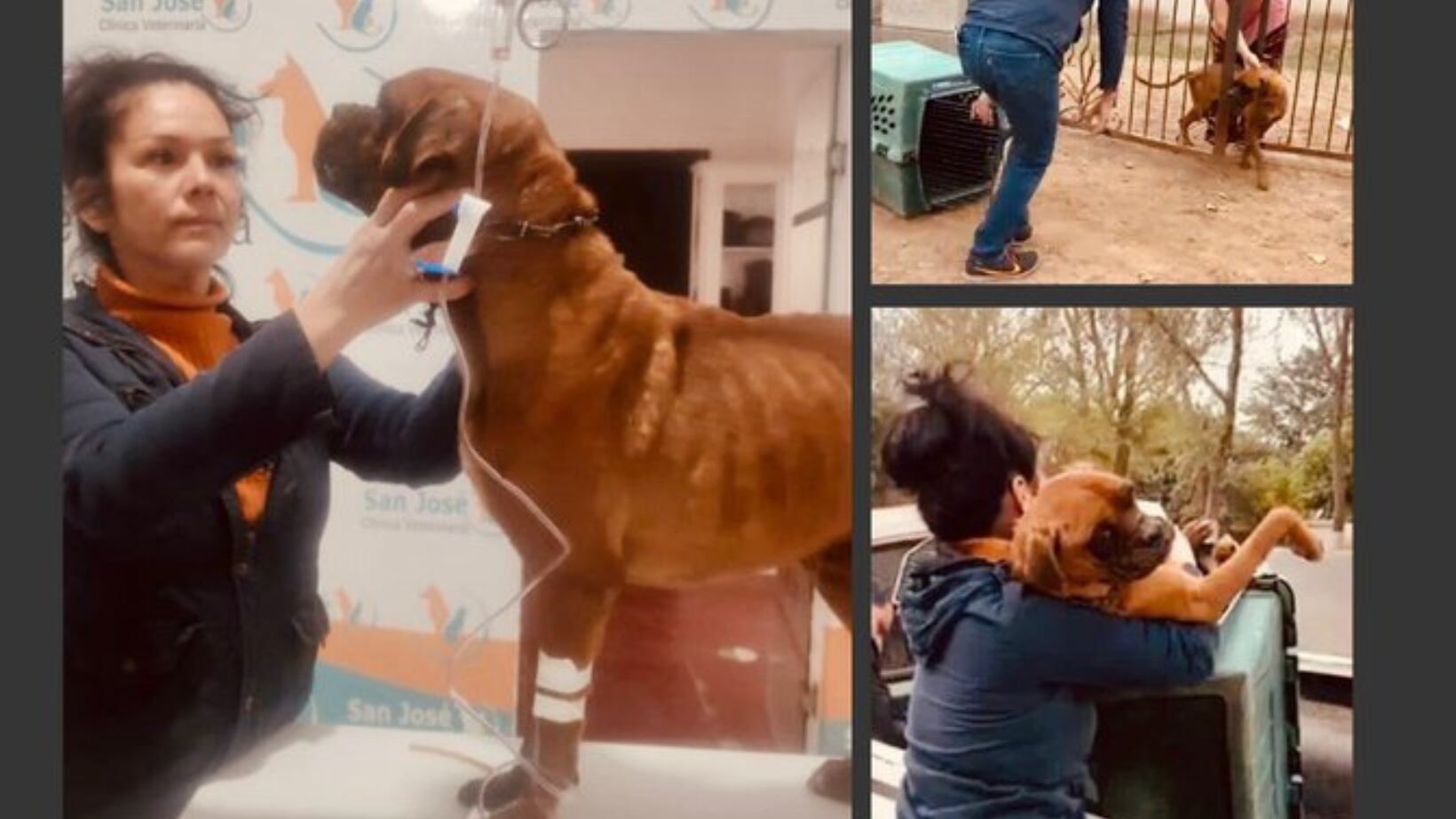 Rescatan a “El Chato”, canino víctima de crueldad animal en Sonora