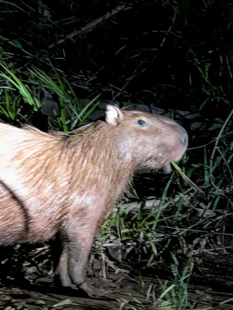 Te contamos cómo vivir una experiencia inmersiva en la selva amazónica. Hospedaje, gastronomía local y los mejores tours para explorar uno de los destinos más biodiversos del mundo