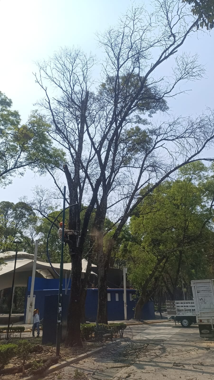 Alcaldía Benito Juárez anuncia reforestación clave en uno de sus parques más visitados