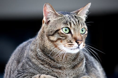 ¡Cuidado! La obesidad en tu gato podría provocarle enfermedades