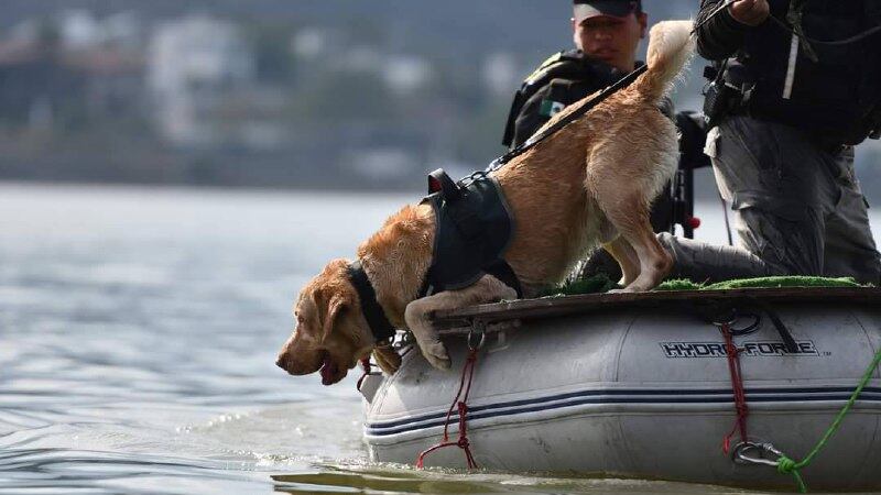 El labrador llegó a Protección Civil a los ocho meses de edad.