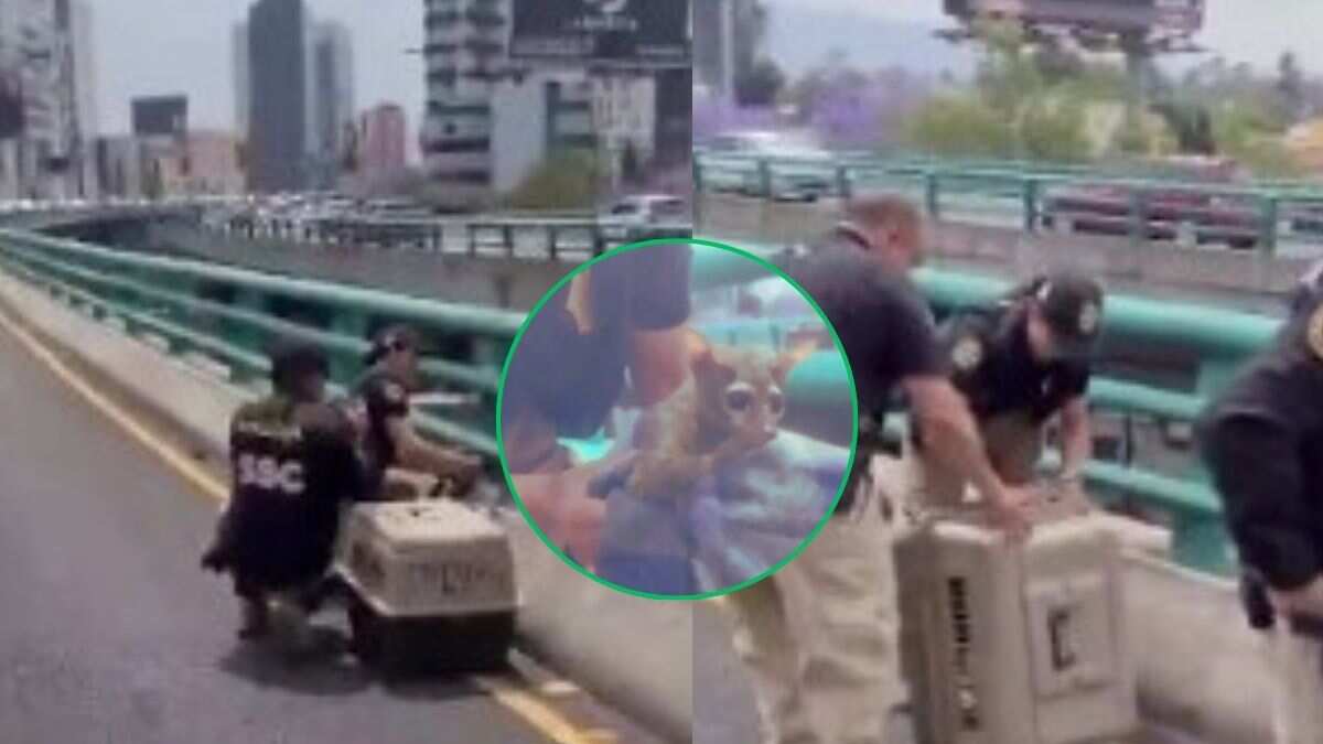 Brigada de Vigilancia Animal rescata cacomixtle lesionado en segundo piso del Periférico