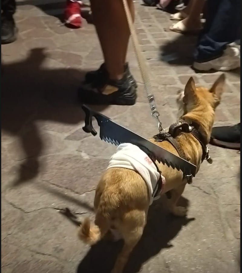 Perritos entusiastas disfrazados.