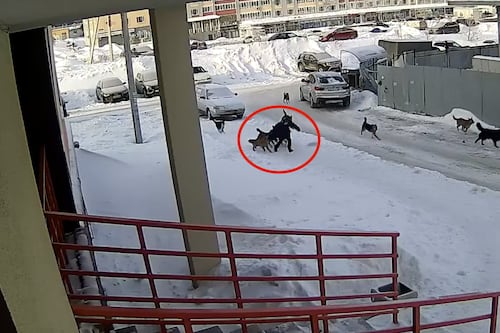 ¡Por poco! Jauría de perros callejeros atacó a niño mientras caminaba a la escuela, un conserje lo salvó