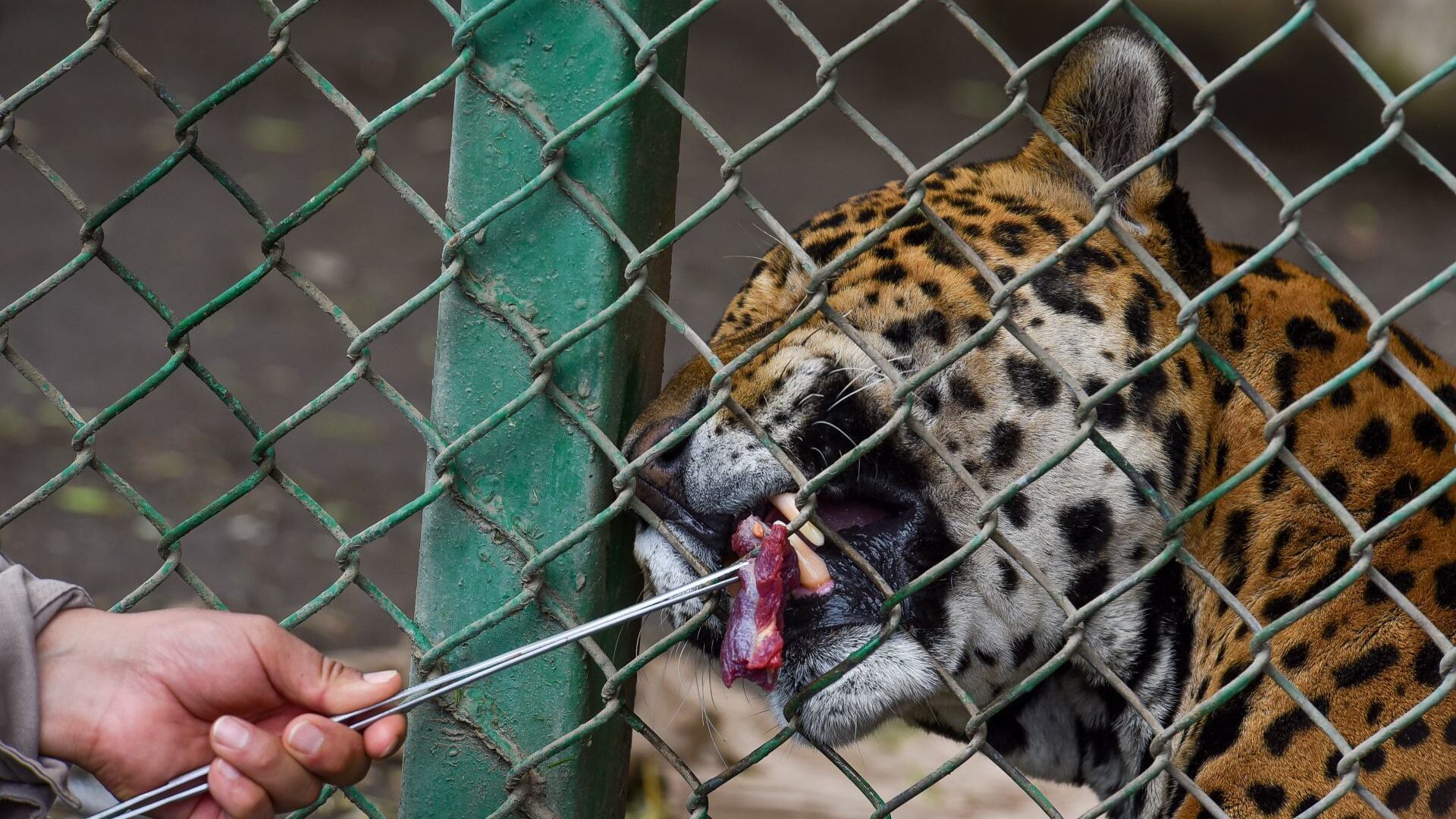 Día Mundial de la Vida Silvestre