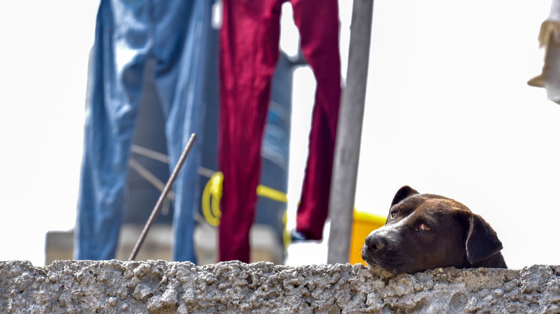 Los reportes de maltrato animal han incrementado en pandemia.