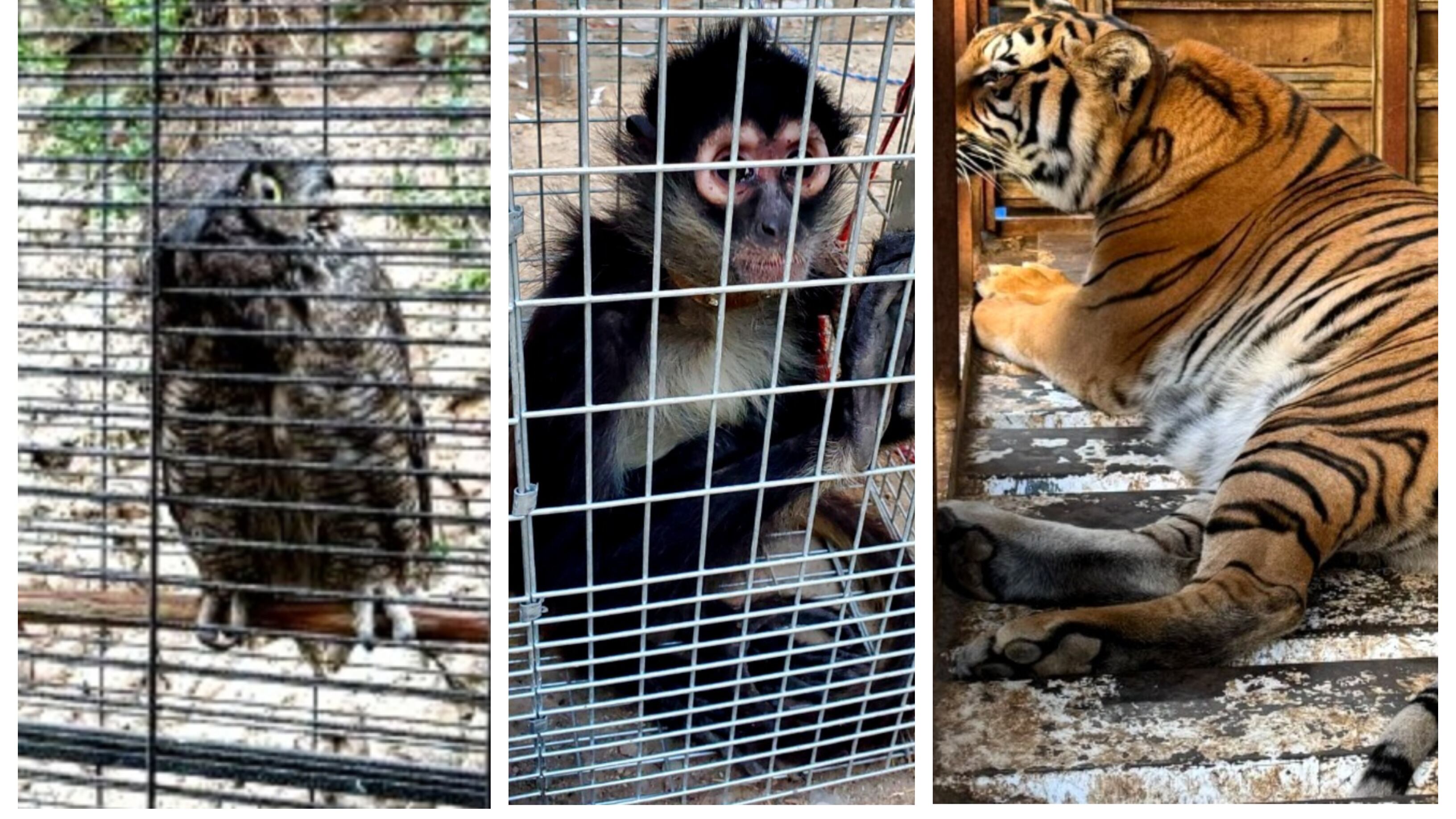 FGR animales exóticos