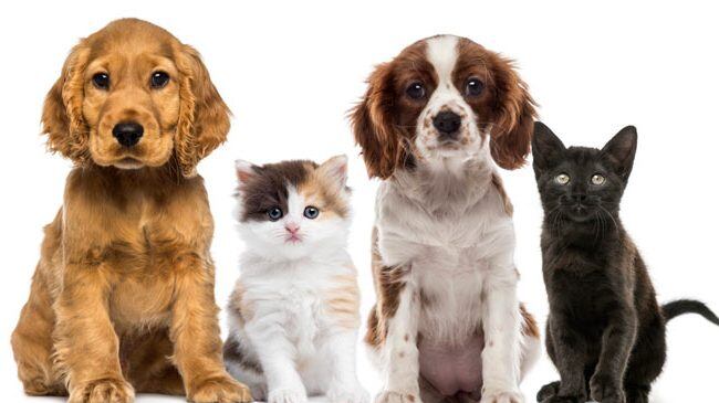 Una especie experimentará una serie de emociones, la otra quizá ni se entere de que está pasando.