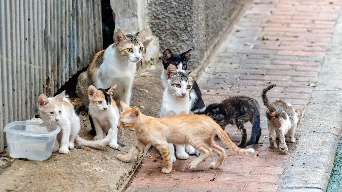 El virus también podría estar presente en países vecinos como Líbano, Israel y Turquía.
