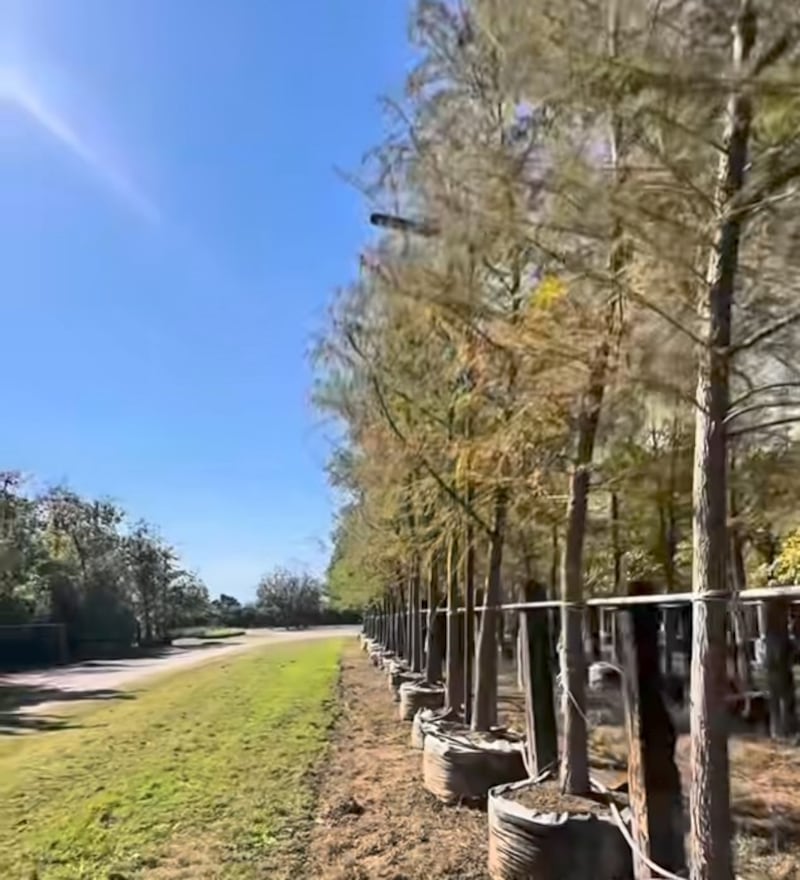 Los árboles fueron seleccionados en un vivero de Montemorelos.