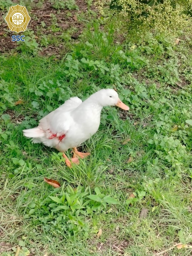 Pato herido
