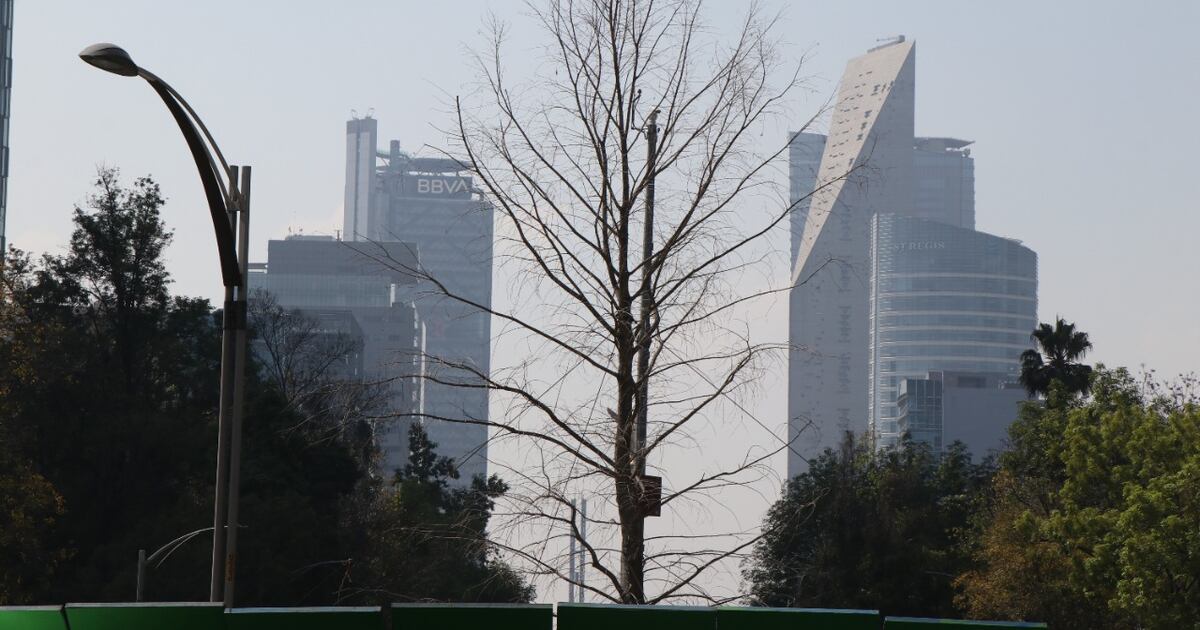 Ahuehuete Reforma CDMX: plantean restituirlo por otro árbol ...