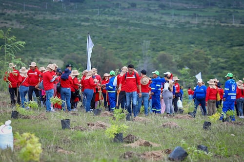 Plantan en León más de 3 mil árboles en la Sierra de Lobos como parte de campaña de reforestación