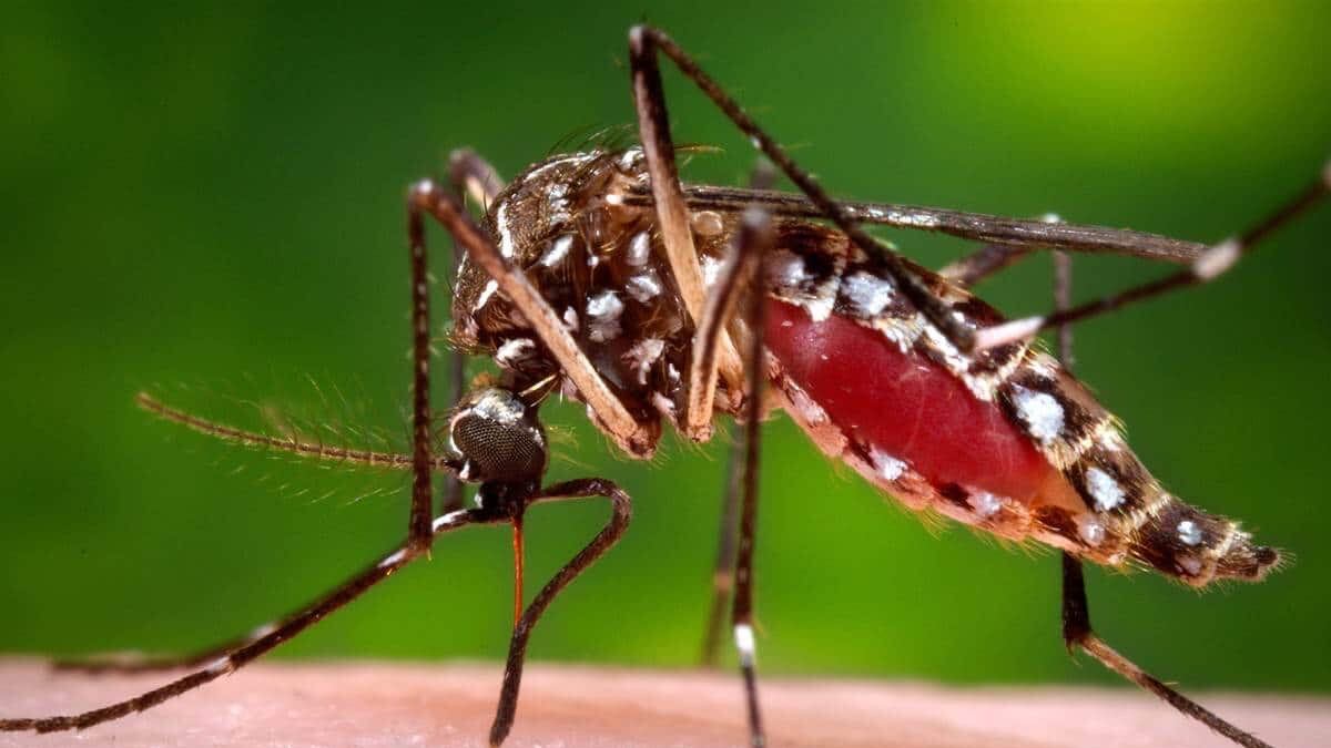 dengue
