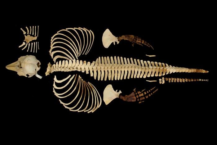La vaquita marina entra a la era digital en una carrera contra la extinción