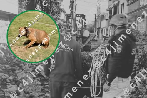 Policía rescata a perrita ciega que cayó en excavación en Iztapalapa; así la salvaron