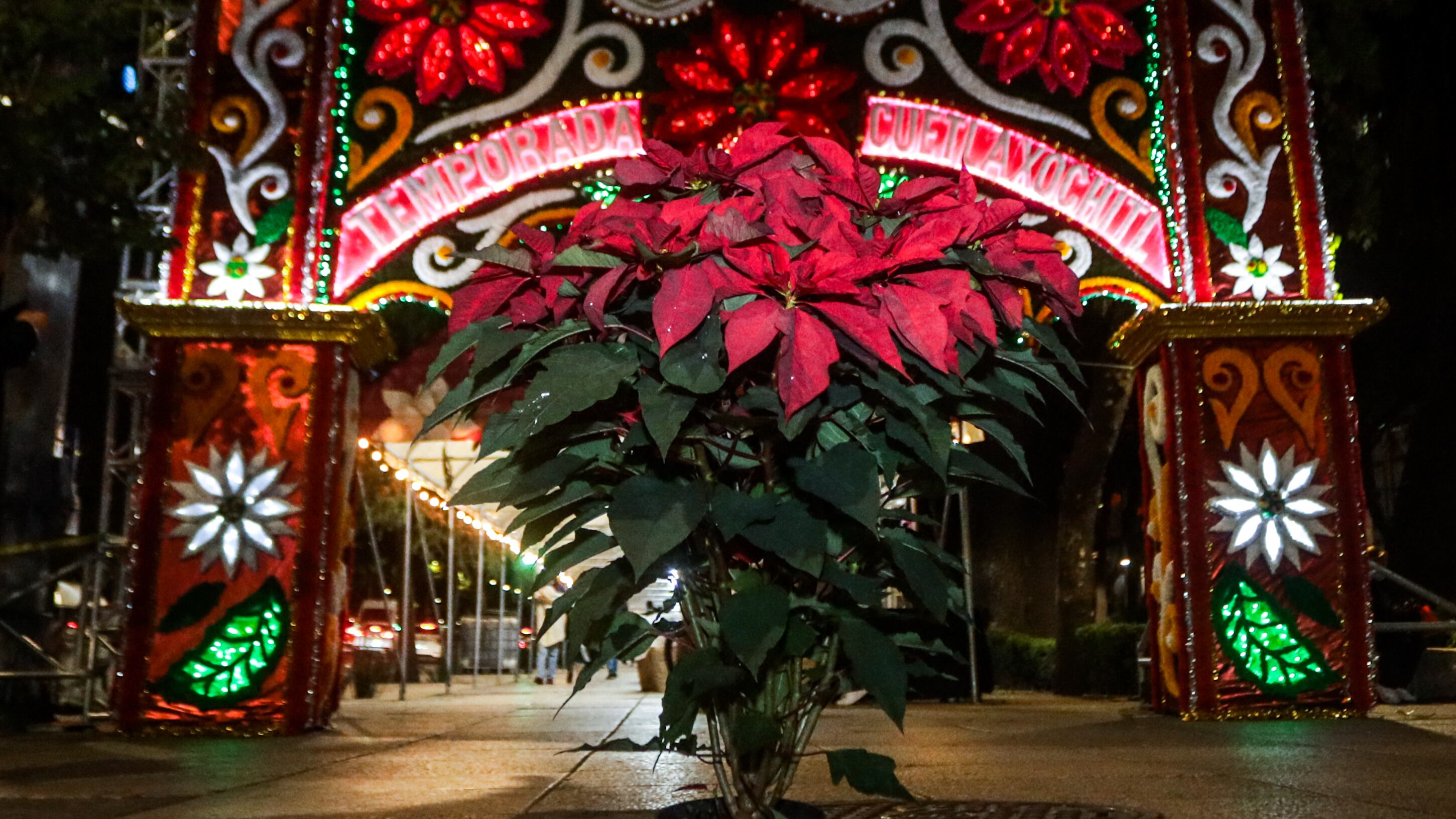 Festival de Flores de Nochebuena