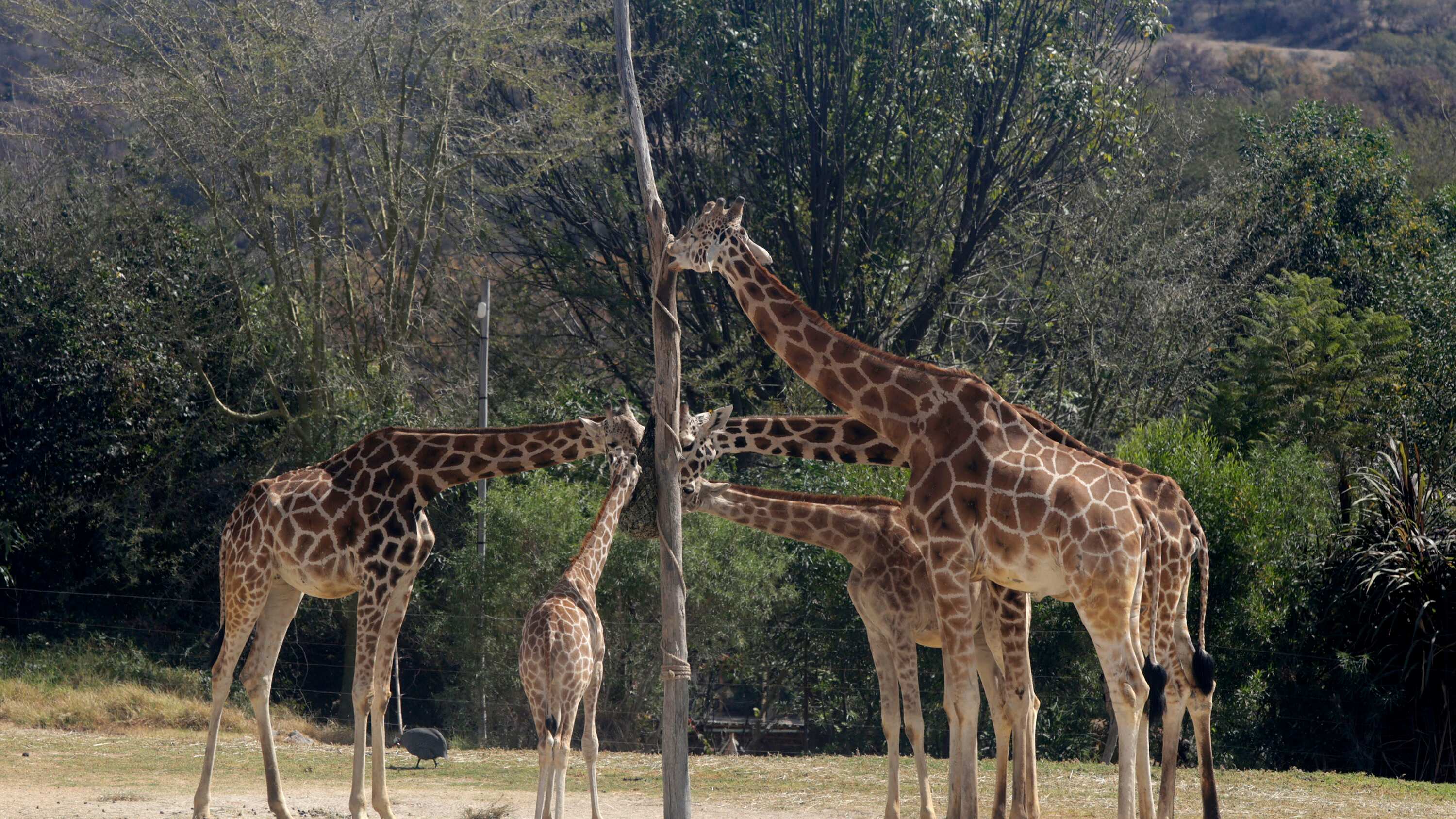FOTO: Rafael Pacheco/Agencia Enfoque