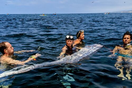 Inédito hallazgo de peces remo gigantes en México aviva temor de terremoto; esto dice la ciencia