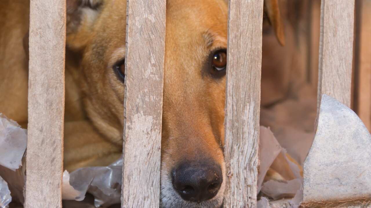 penas más severas para el maltraro animal