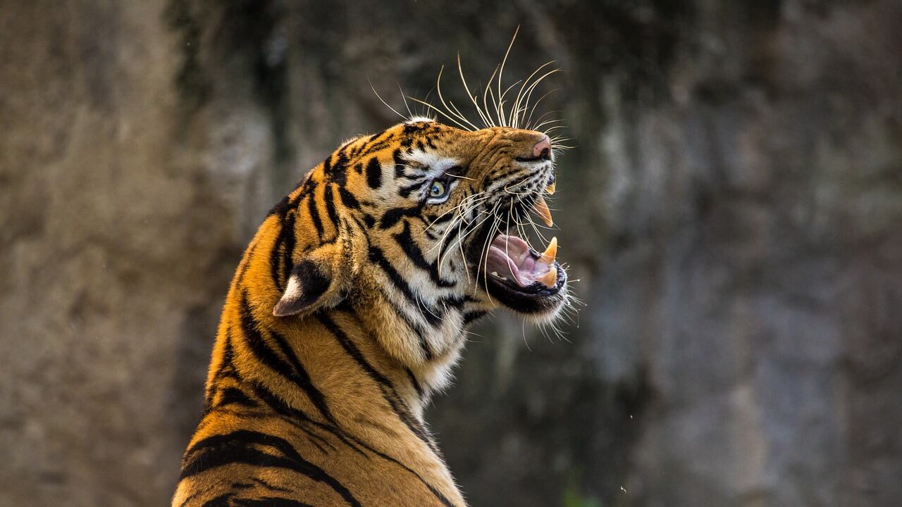 Encuentran tigre decapitado en cascada de Valle de Bravo