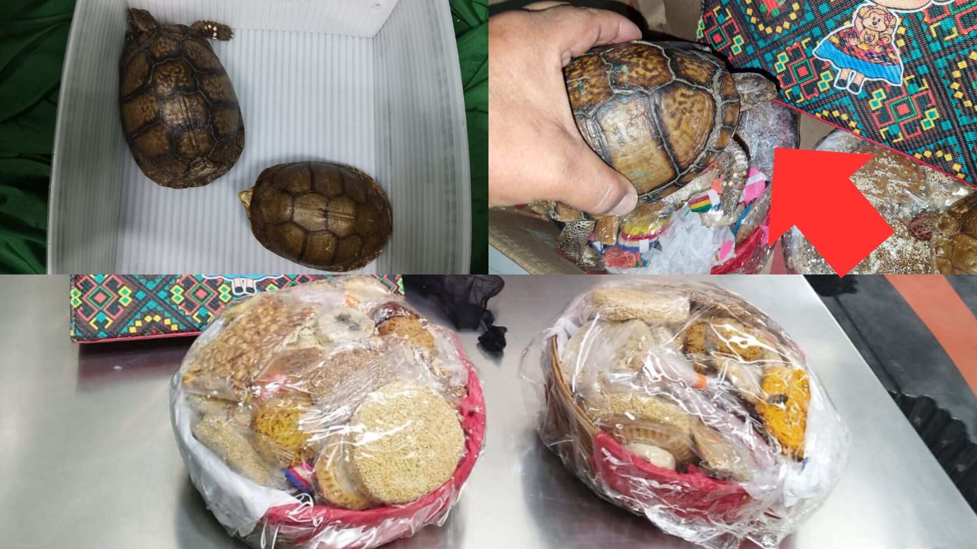 ¡No eran tamarindos! Hallan tortugas escondidas en canastas de dulces mexicanos en el AICM
