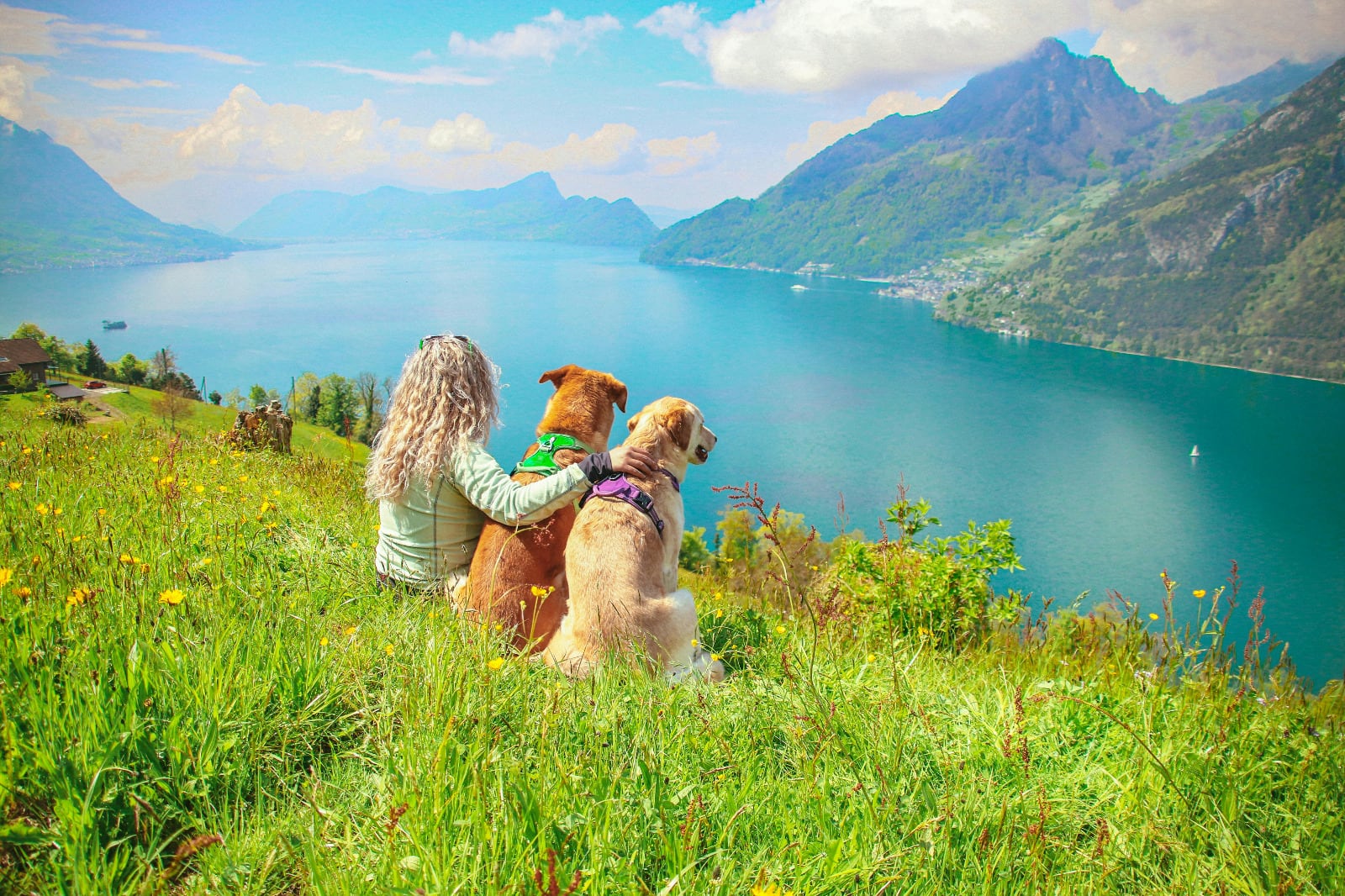Recomendaciones para viajar con tu mascota FOTO: Pexels