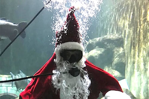 Navidad en el Zoológico Guadalajara: días abiertos y Santa Claus nadando con los caimanes