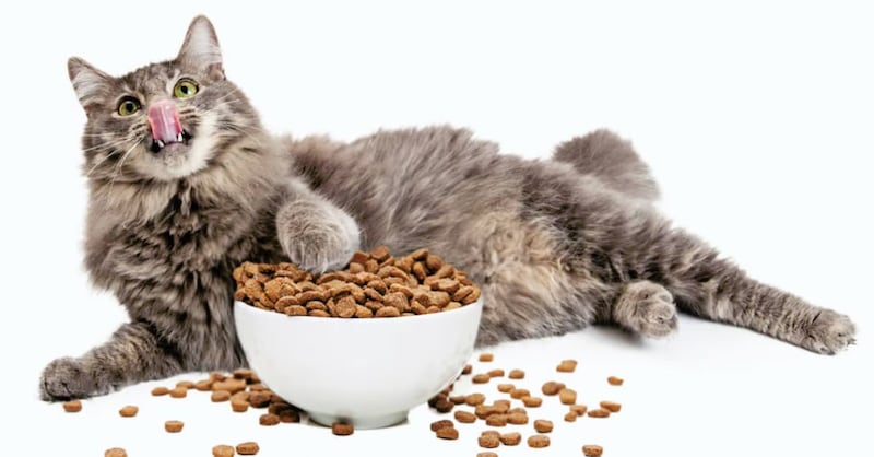 ¿Estás sobrealimentando a tu gato? Cuidado, puede ser peligroso